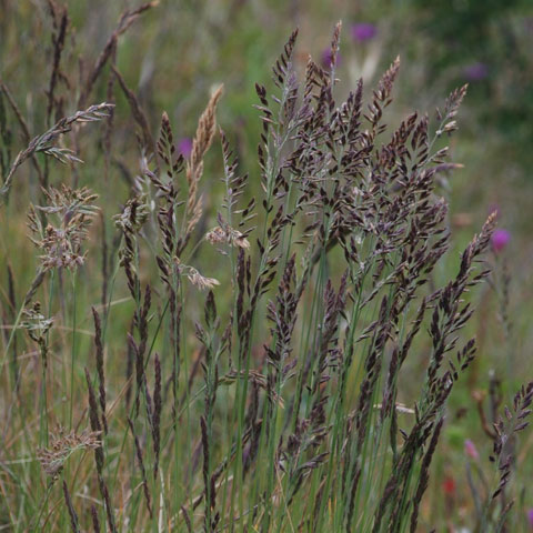 RED FESCUE