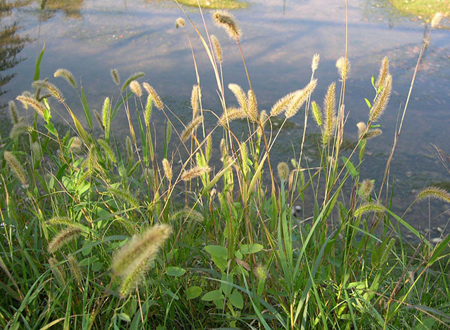 vendita-sementi-fleolo-pratense