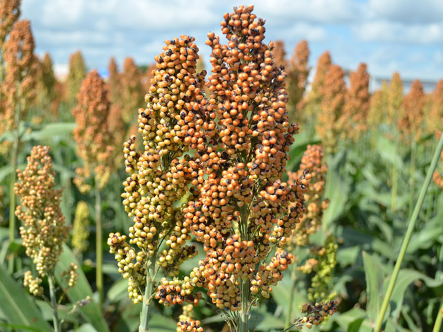 Agricultural Cereals