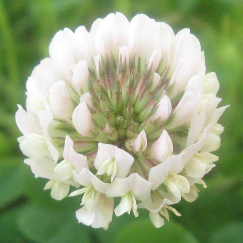 GIANT CLOVER