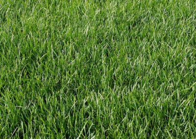 SMOOTH MEADOW-GRASS