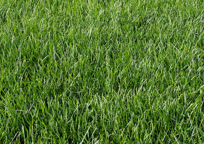 vendita-sementi-tappeto-erboso-poa-pratense