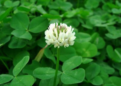 WHITE CLOVER