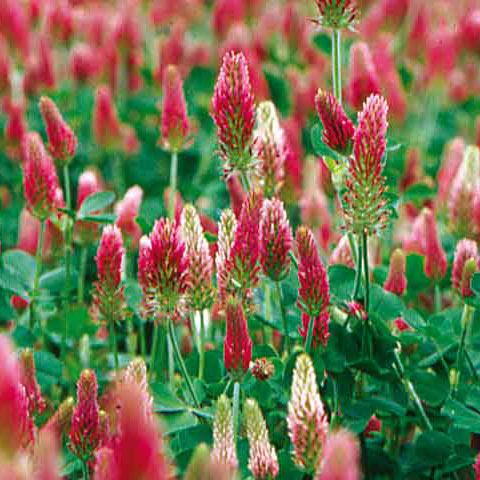 CRIMSON CLOVER