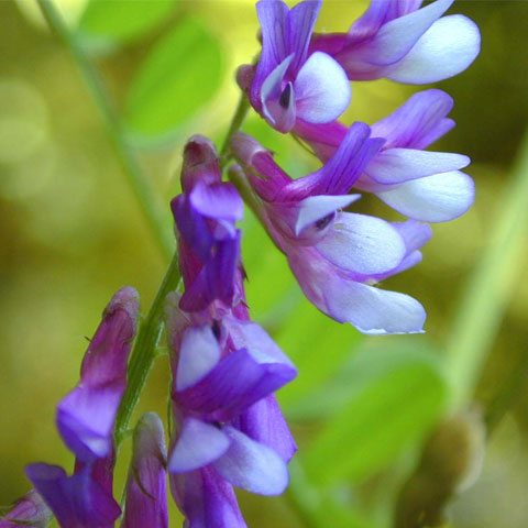 WINTER VETCH