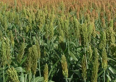 SORGO DA FORAGGIO