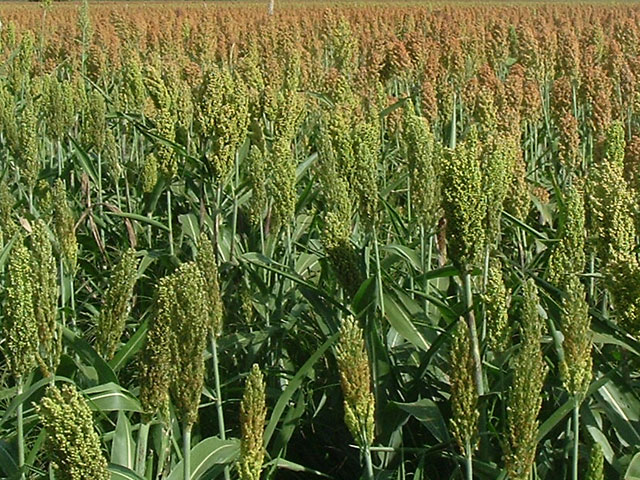 vendita-sorgo