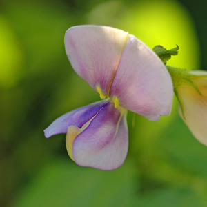 Crotalaria juncea Crotalaria juncea